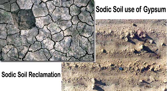 Getting to the Bottom of Sodic Soil & its Impacts on Soil Health